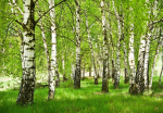 Consalnet Tapeedid Forest 312 x 219 cm 14567VEXXL