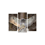 Kolmeosaline reproduktsioon &Ouml;&ouml;kull