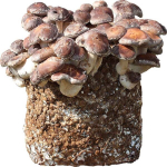 Shiitake seened, valmis kasvuplokk siseruumides kasvatamiseks.