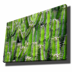 Reproduktsioon Kaktused