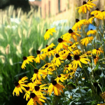 2800 seemet, metsik lill mustasilmne Susan Rudbeckia hirta kollased mitmeaastased lilleseemned aia piirdeaedadele, piirilillede taimede seemned v&auml;litingimustes koduaeda, meelitavad tolmeldajaid