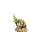 Dekoratiivtaimed kivil Zolux, 14 cm