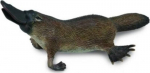 Austraalia nokk - Collecta