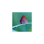 Reproduktsioon Liblikas