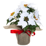 Kunsttaim J&otilde;ulut&auml;ht Winteria, 33cm