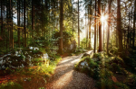 Moodne seinamaalingud elutuppa Atmosf&auml;&auml;riline metsarada 197x296
