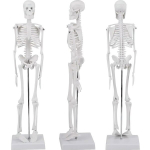 Inimese anatoomiline skeletimudel, 45 cm, hariduslik elu suuruse mudel, meditsiiniline &otilde;ppevahend