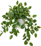 Kunstlik peperomia taim potis kaunistuseks 1 tk.