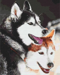 Pildi v&auml;rvimine numbritega - Husky