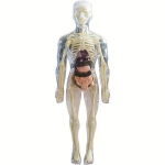 Anatoomiline Inimkeha Mudel, 3D L&auml;bipaistev Rindkere Eemaldatavad Elundid., Visi&scaron;kai skaidrus