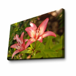 Reproduktsioon Liiliad