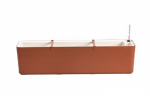 R&otilde;du lillekast isekastev Berberis 11 l 80 cm