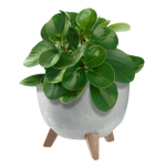 Lillepott Lillepott 24cm kate + jalad korgist lillealus, hall