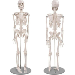 Hariduslik 85 cm inimese skeleti mudel, koos liikuvate liigestega ja eemaldatavate j&auml;semetega, anatoomia &otilde;ppemudel, meditsiiniline skeleti kuju.