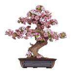 3D puidust konstruktor SAKURA BONSAI