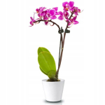 Keraamiline korpus orhideedele 17 cm valge