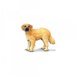 Kuldne retriiver - Collecta