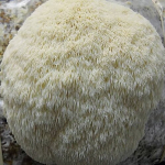 L&otilde;vilakkseen (Hericium erinaceus). Vedel seeneniidistik.
