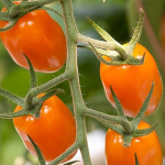 Tomat Bambello 5 seemet -
