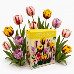Tulbisibulate komplekt City Bloom Painted Spring Nojus 20 tk