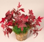 Dekoratiivne kunsttaim komplektist nr 3, Zolux