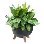 Lillepott Lillepott 29cm kate + jalad korgist lillealus must