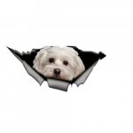 Autokleeps Malta Bichon
