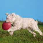 TRIXIE 33501 Frisbee 18cm