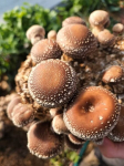 Shiitake seen. Koduse kasvatuskomplekt: 3 l shiitake seeni