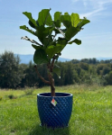 &Uuml;mmargune keraamiline lillepott koobalti prindiga 24cm, 24 cm