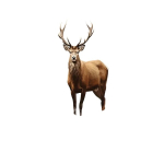 Majesteetlik P&otilde;dra Metsataust Kangas Pickify, 179.83cm X 229.87cm