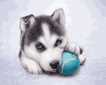 Maalimine numbrite j&auml;rgi Husky kutsikas palliga Tapymas.lt 40x50 cm