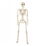Halloweeni kaunistus Skelett, valge