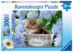pusle ravensburgeri , 300 tk kilpkonnakest kiisu