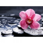 Teemanttikand, Orhidee Wanda, 38x27 cm, artkatalog, WD035