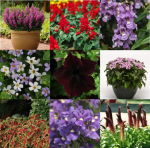 Lilleseemnete komplekt Early Spring