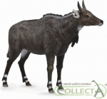Nigau - Collecta