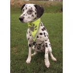 Koera helkursall Trixie, S - M / 29 - 42 cm