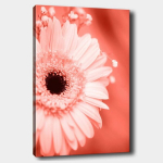 Pilt l&otilde;uendil Gerbera