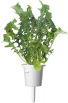 Click & Grow Smart Garden refill Rukola 3tk