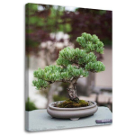 Seinapilt Bonsai puu, 40x60 cm