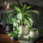 Lillepott Lillepott beež alus 23cm