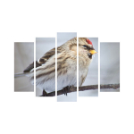 Viieosaline reproduktsioon Lind