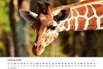 Edition Seidel Premium Aafrika metsloomade kalender 2025, formaat Din A3, seinakalender, loomakalender, l&otilde;vid, tiigrid, elevandid, sebrad, kaelkirjakud, surikaadid, flamingod, savann