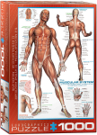 Pusle Eurographics, 6000-2015, The Muscular System, 1000 tk