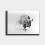 Reproduktsioon l&otilde;uendil Piison