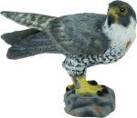 Falcon - Collecta