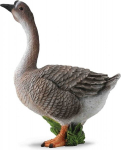 Haned - Collecta