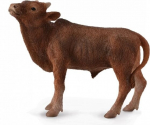 Kujuke Collecta lehm Ankole-Watusi Calf