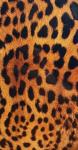 Kaitsekiled Evelatus  Universal  Leopard Colorful Film for Screen Cutter